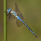 Aeshna affinis